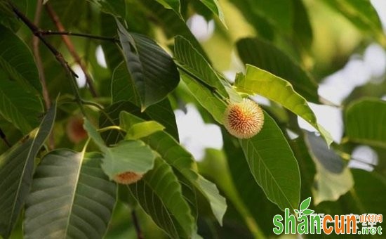 团花怎么繁殖？团花的栽培种植技术