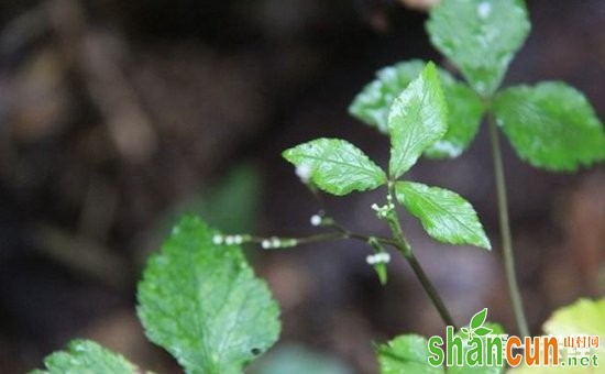 鸭儿芹是什么？鸭儿芹是香菜吗？鸭儿芹栽培技巧