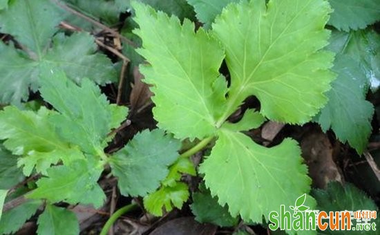 鸭儿芹是什么？鸭儿芹是香菜吗？鸭儿芹栽培技巧