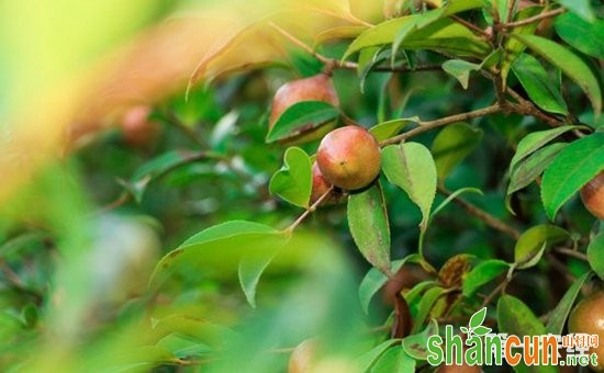 油茶树种植方法与管理技术要点