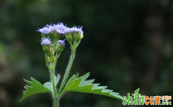 藿香蓟和假臭草一样吗？藿香蓟与假臭草的区别