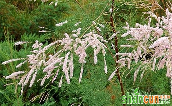 最耐盐碱的专性盐生蒿属植物“碱蒿”