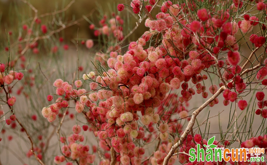 沙拐枣是梭梭树吗？固沙植物沙拐枣资料介绍