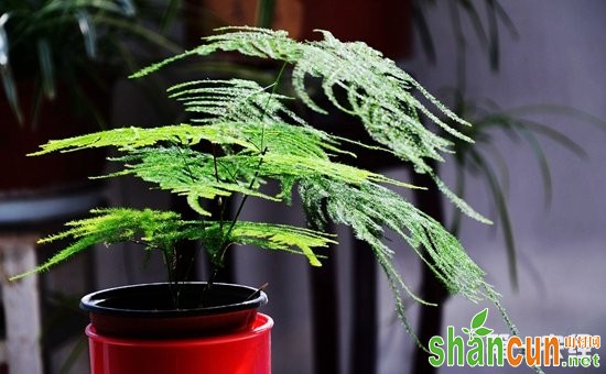 10种适合在阴凉环境种植的耐阴盆栽植物介绍！光照不足也不怕