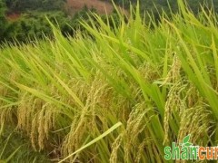 海水稻种植前景如何？我国种植海水稻的优势