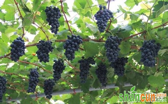 摩尔多瓦葡萄和夏黑葡萄哪个好？