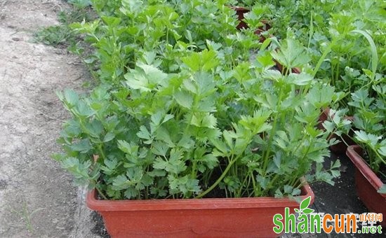 4种常见蔬菜的盆栽方法介绍！吃一茬长一茬不用买