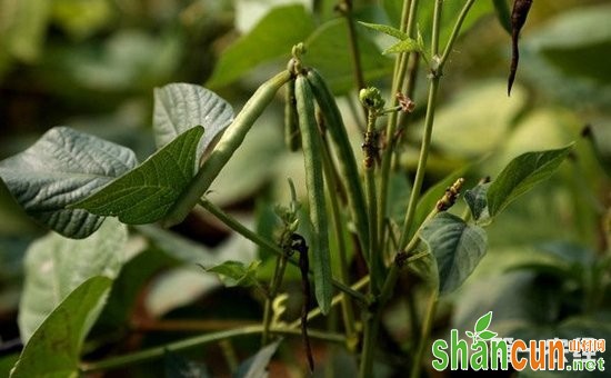 绿豆什么时候种植好？绿豆种植时间和技术