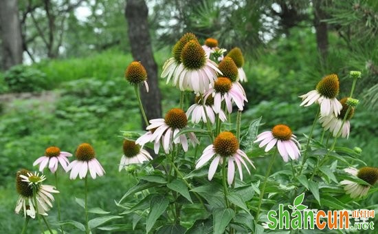 紫松果菊种子怎么种植？松果菊的播种方法