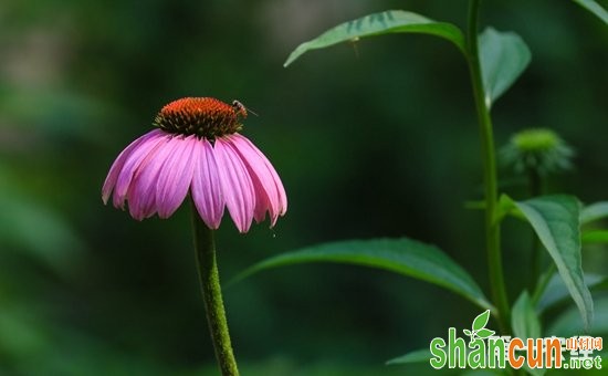 紫松果菊种子怎么种植？松果菊的播种方法