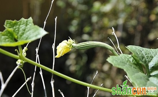 丝瓜怎么种植才能丰产？丝瓜的高产丰产种植技术