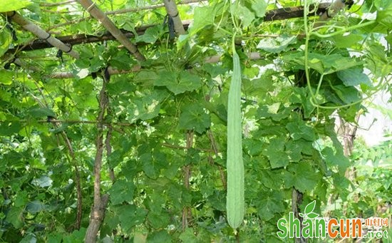 丝瓜怎么种植才能丰产？丝瓜的高产丰产种植技术