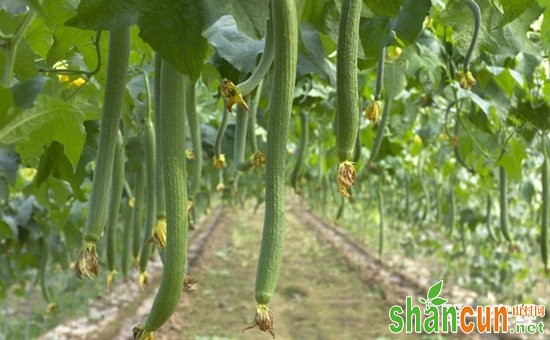 丝瓜什么时候种植好？丝瓜的种植时间和方法