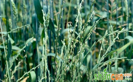 黑麦草草种多少钱一斤？黑麦草的种植技术