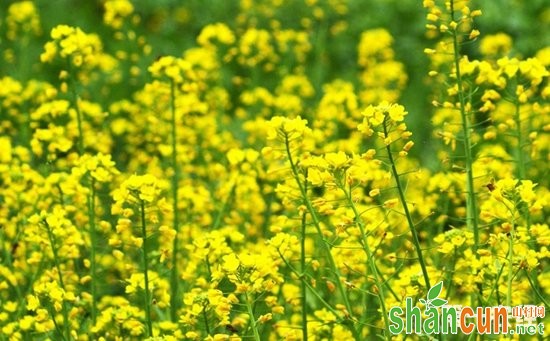 油菜怎么种植？油菜的种植技术和管理