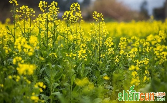 油菜怎么种植？油菜的种植技术和管理