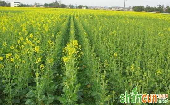 油菜什么时候种植好？油菜的种植时间和方法