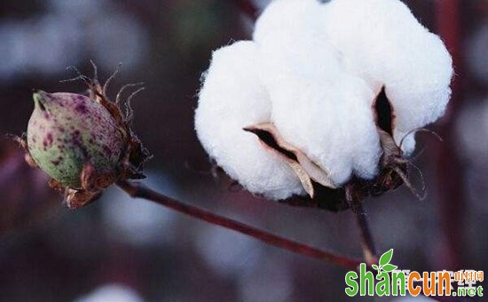 棉花什么时候种植好？棉花的种植时间和方法