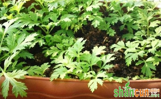 5种有助于睡眠的盆栽植物介绍！养在卧室里准没错