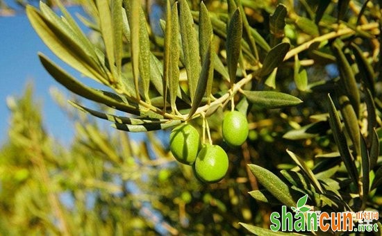 橄榄树什么时候种植？橄榄树的种植时间和方法