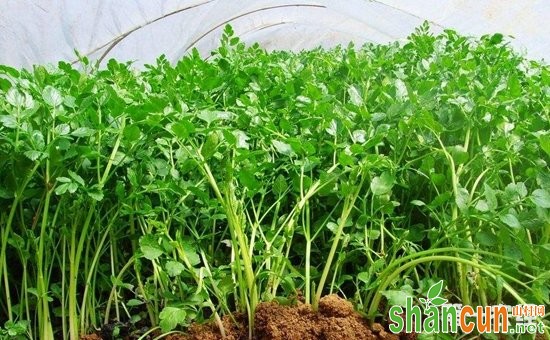 芹菜怎么种植？早秋芹菜的种植技术要点