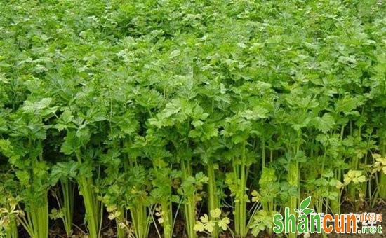 芹菜如何高效种植？秋冬芹菜的高效种植技术