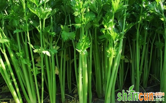 芹菜如何高效种植？秋冬芹菜的高效种植技术