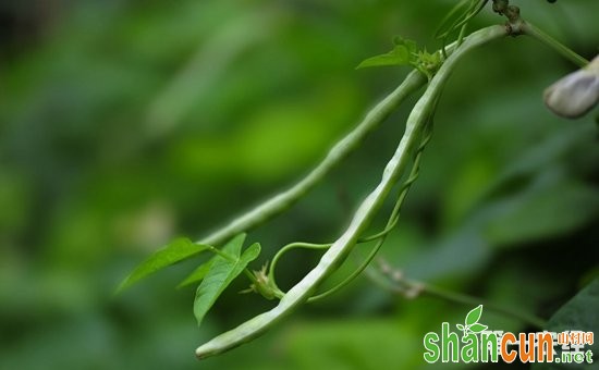 大棚豇豆种植如何越冬？大棚豇豆的越冬管理方法