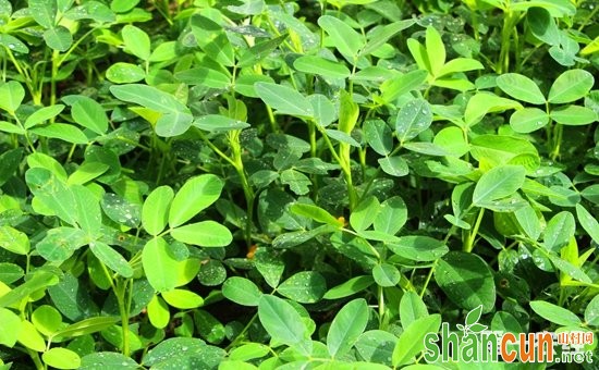 花生什么时候种植最好？花生的种植时间和方法