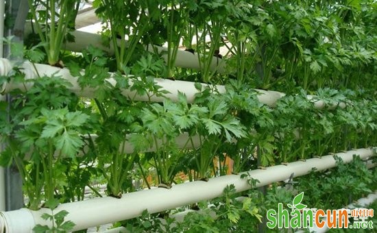 芹菜种植怎么进行无土栽培？芹菜的无土栽培技术