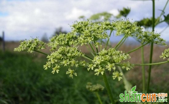 白芷什么时候种植？白芷的种植时间与方法