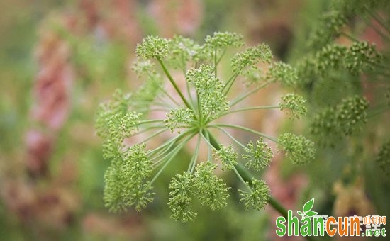 白芷什么时候种植？白芷的种植时间与方法