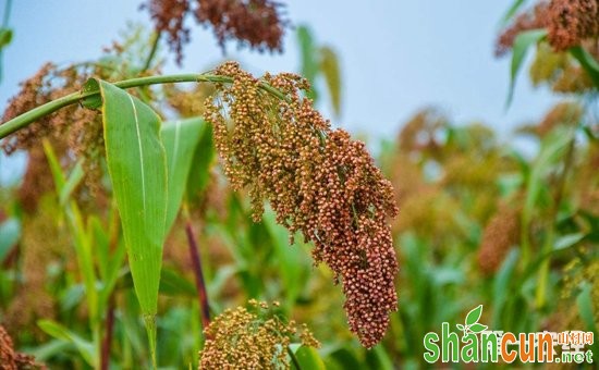 高粱种植如何实现高产？高粱的高产种植技术