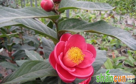 四季茶花怎么养？四季茶花的养殖方法和注意事项