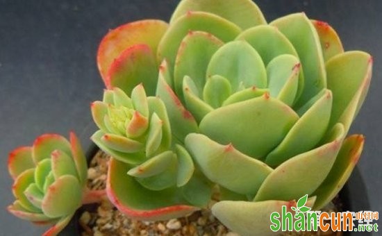 9种常见多肉植物的养护方法介绍！分分钟扮靓室内环境