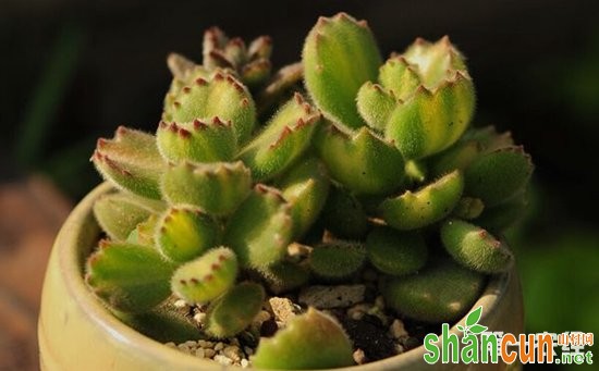 9种常见多肉植物的养护方法介绍！分分钟扮靓室内环境