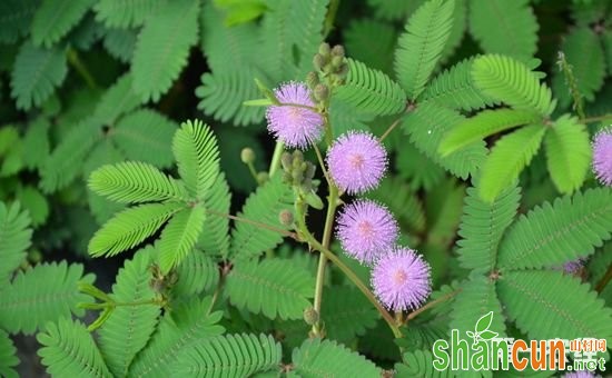 老年人千万不能碰这6种花