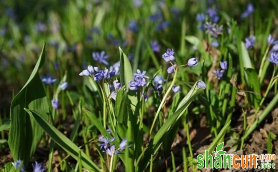 8种开蓝色花朵的花卉，你见过几种