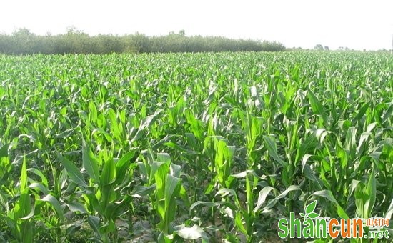 玉米种植怎么覆膜？玉米的地膜覆盖高产栽培技术