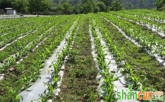玉米种植怎么覆膜？玉米的地膜覆盖高产栽培技术