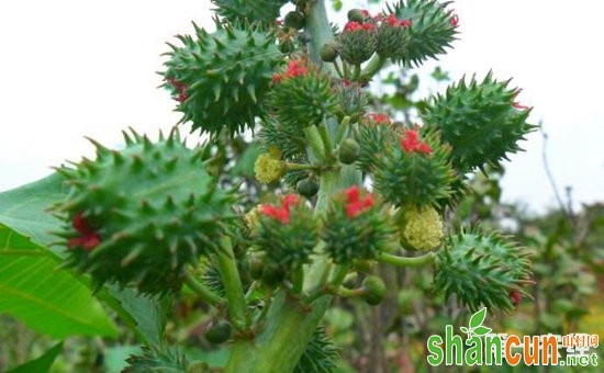 蓖麻怎么种植？蓖麻的山旱地种植技术