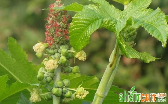 蓖麻怎么种植？蓖麻的山旱地种植技术