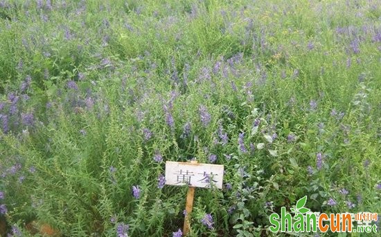 黄芩种植一亩要投资多少？种一亩黄芩的利润多少？