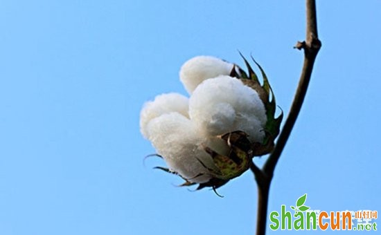 棉花种植怎么管理？棉花各个生长期的生育特点与田间管理方法