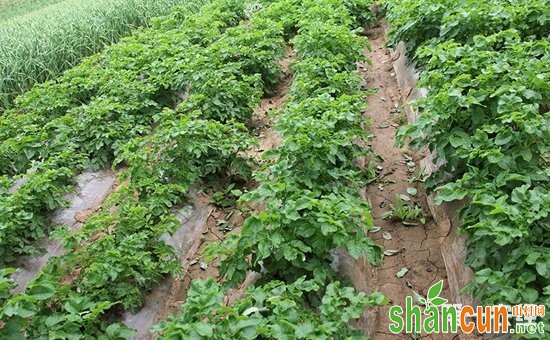 马铃薯种植怎么覆膜？冬季马铃薯的地膜覆盖栽培技术