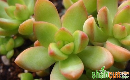 8种常见多肉植物的养护方法介绍！浇水、施肥不可少