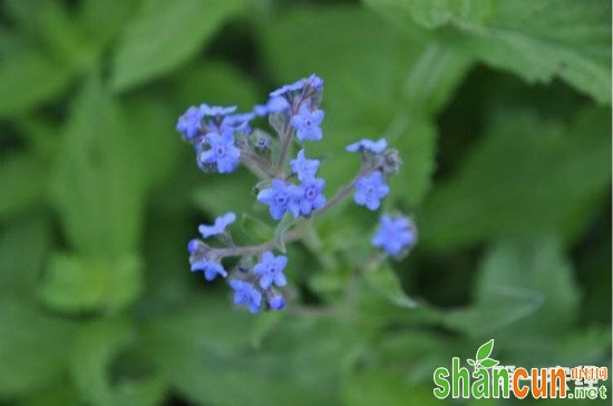 猪屎花与狗屎花同一种花吗