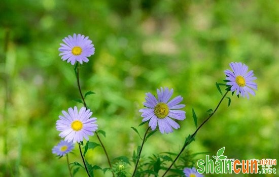 狗娃花怎么繁殖？狗娃花的繁殖方法