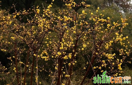 怎样让腊梅在春节开花？腊梅春节开花的诀窍