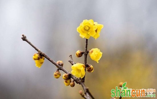 怎样让腊梅在春节开花？腊梅春节开花的诀窍